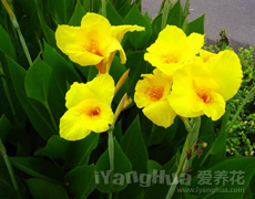 美人蕉