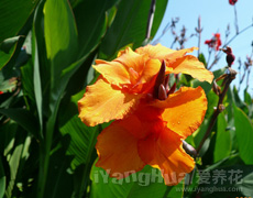 美人蕉