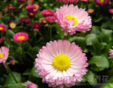 非洲菊