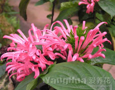 珊瑚花