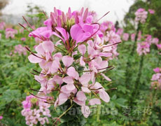 醉蝶花