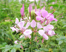 醉蝶花