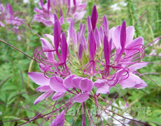 醉蝶花