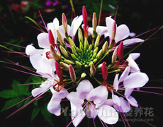 醉蝶花
