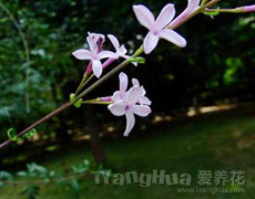 丁香