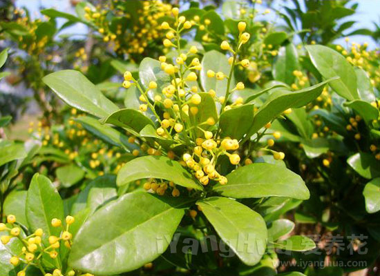 室内吸毒植物大集合 - 海阔天空 - 迎友松休闲乐园 室内吸毒植物大集合 - 海阔天空 - 迎友松休闲乐园