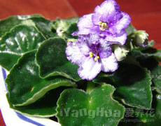 非洲紫罗兰