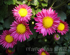 荷兰菊