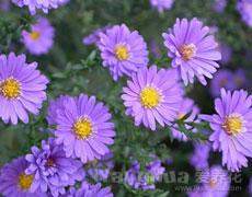 荷兰菊