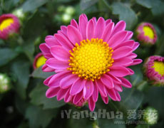 荷兰菊