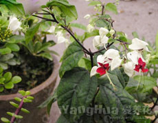 龙吐珠