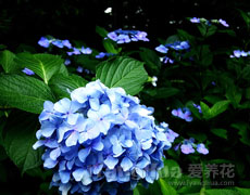 八仙花
