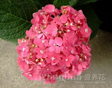 八仙花