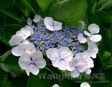 八仙花
