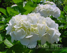 八仙花