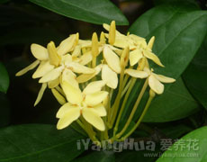 龙船花