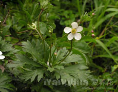 欧洲银莲花