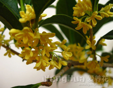 桂花