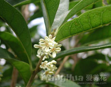 桂花