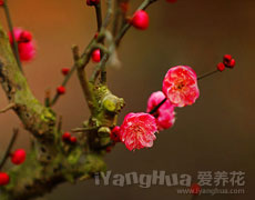 梅花