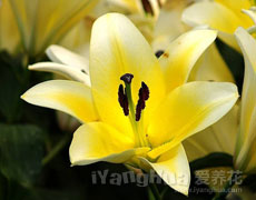 百合花