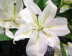 百合花