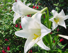 百合花