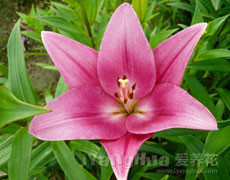 百合花