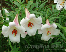 百合花