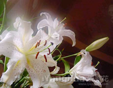 百合花