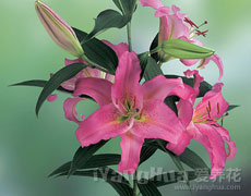 百合花