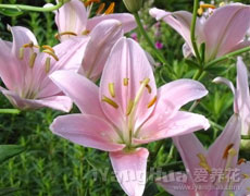百合花