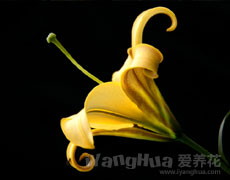 百合花