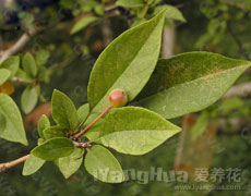 垂丝海棠
