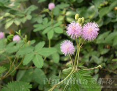 含羞草