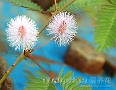 含羞草