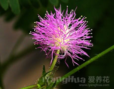 含羞草