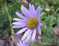 翠菊