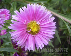 翠菊