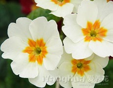 报春花