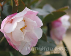山茶