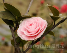 山茶