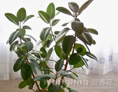 橡皮树