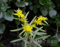 佛甲草