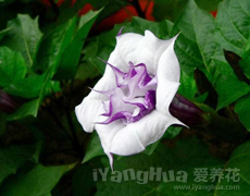 曼陀罗