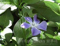 长春蔓