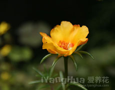 半枝莲
