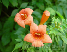 凌霄花