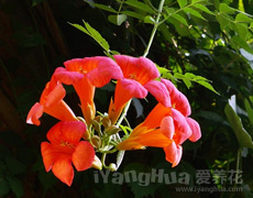 凌霄花