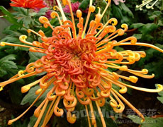 菊花